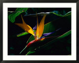 Bird of Paradise flower