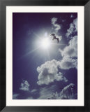 Gulls silhouetted against the sun