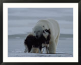 A polar bear (Ursus maritimus) and a husky cuddle up to each other in the snow