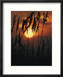 Seagrass silhouetted at sunset