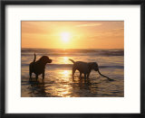 Labrador retrievers play in the water at sunset