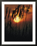 Seagrass silhouetted at sunset