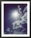Gulls silhouetted against the sun