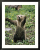 A grizzly bear cub stands with arms outstretched