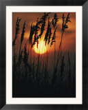 Seagrass silhouetted at sunset