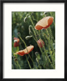 Poppies in a field in Provence
