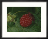 A ripe red salmon berry lies on a leaf next to a green immature berry