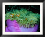 Western clown anemonefish make their home among the tentacles of a magnificent sea anemone