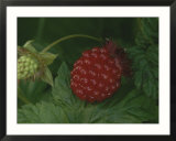 A ripe red salmon berry lies on a leaf next to a green immature berry