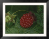 A ripe red salmon berry lies on a leaf next to a green immature berry