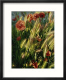 Wildflowers and grass tufts in Provence