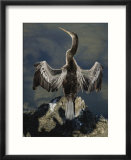 An American anhinga dries its wings on a rock overlooking the water