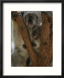 A koala and its baby cling to a eucalyptus tree in eastern Australia