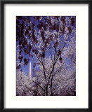 Cherries hang on a stem
