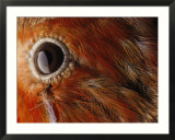 A Culex Mosquito Near the Eye of an Iiwi Bird