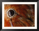 A Culex Mosquito Near the Eye of an Iiwi Bird