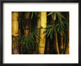 A Bamboo Thicket