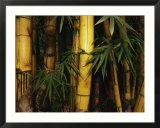 A Bamboo Thicket