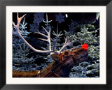 Rudolph with Your Nose So Bright  at Tivoli Gardens  Denmark