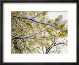 branches of branches of