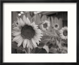 A black and white photograph of a sunflower