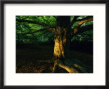 Sunlight Illuminates Years of Graffiti Carved into a Beech Tree