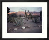 A desert cactus garden in Nevada