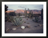 A desert cactus garden in Nevada