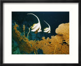Longfin bannerfish swim near Rongelap Atoll