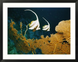 Longfin bannerfish swim near Rongelap Atoll