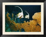 Longfin bannerfish swim near Rongelap Atoll