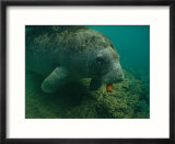 A Florida manatee chews on a carrot in the Crystal River