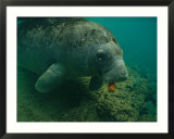 A Florida manatee chews on a carrot in the Crystal River
