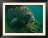 A Florida manatee chews on a carrot in the Crystal River