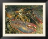 Close view of a giant lobster