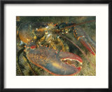 Close view of a giant lobster