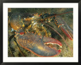 Close view of a giant lobster