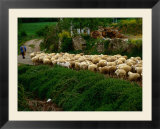Shepherd Leading Flock Of Sheep  Belorado  Spain