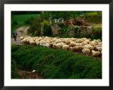 Shepherd Leading Flock Of Sheep  Belorado  Spain