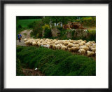 Shepherd Leading Flock Of Sheep  Belorado  Spain