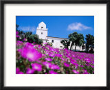 Flowerbed and Junipero Serra Museum  Presidio Park  Old Town  San Diego  United States of America