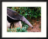 Captive Giant Anteater (Myrmecophaga Tridactyla)  Brazil