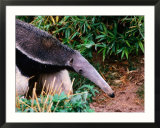 Captive Giant Anteater (Myrmecophaga Tridactyla)  Brazil