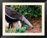 Captive Giant Anteater (Myrmecophaga Tridactyla)  Brazil