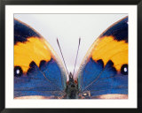 Detail of a butterfly body and wings  Wolong Ziran Baohuqu  China