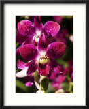 Orchid Detail at National Orchid Garden  Singapore Botanic Gardens  Singapore  Singapore