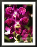 Orchid Detail at National Orchid Garden  Singapore Botanic Gardens  Singapore  Singapore