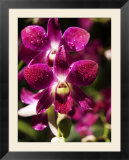 Orchid Detail at National Orchid Garden  Singapore Botanic Gardens  Singapore  Singapore