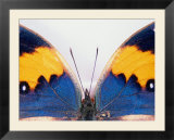 Detail of a butterfly body and wings  Wolong Ziran Baohuqu  China