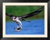 European Osprey (Pandion Haliaetus) with Fish  Finland